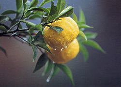 木に実る柚子の写真