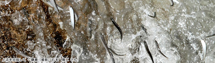 鎌瀬の上流を目指して泳ぐ鮎の写真。撮影者：石本隆二