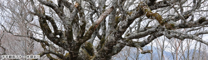 木頭北川の千手観音ブナの写真。冬木立
