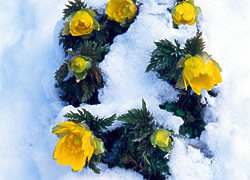 雪化粧の中に咲く福寿草の写真