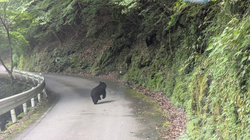 クマの目撃写真
