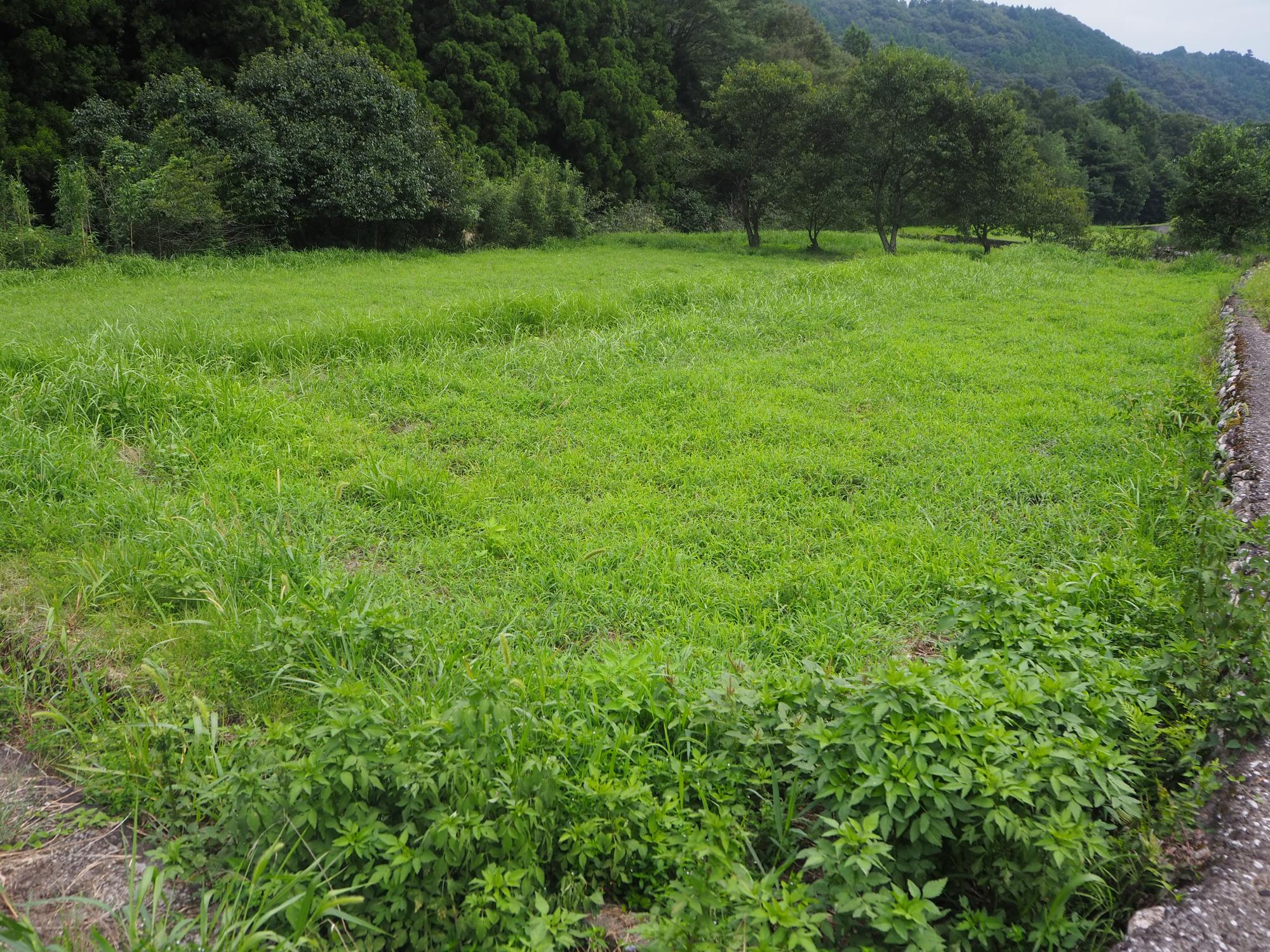 草が一面に生えた農地の写真
