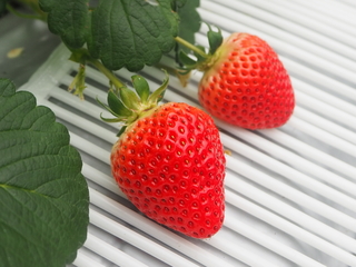 赤く色づいた2粒のイチゴの写真