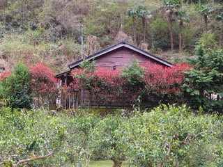 周囲の木々が紅葉に色づき中心に建物が立っている写真
