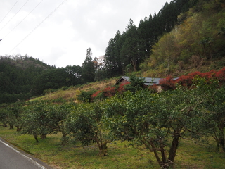 後ろに山並みがあり、手前にゆずの木が並んだゆず畑の写真