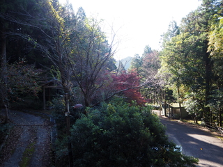 沢山の木々が生い茂っている2階からの風景写真